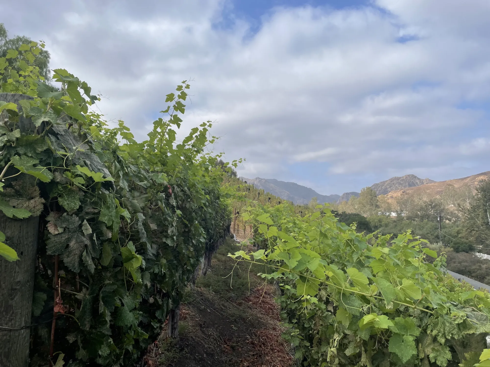 Rows of vines in the AJA estate vineyard with the Santa Monica Mountains behind