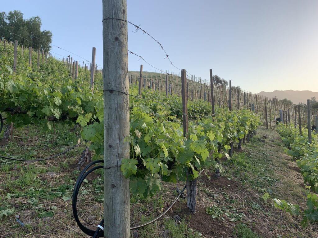 Young hillside vine rows on the AJA estate at first light