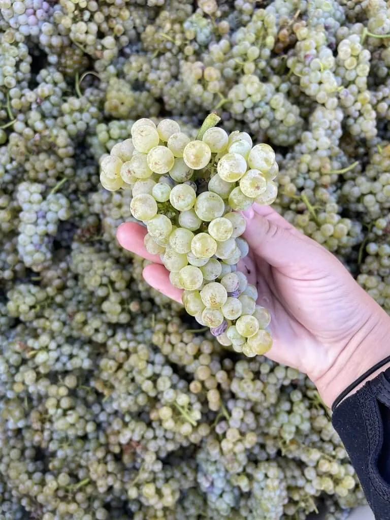 Eds' Vineyard, home of the estate Sauvignon Blanc