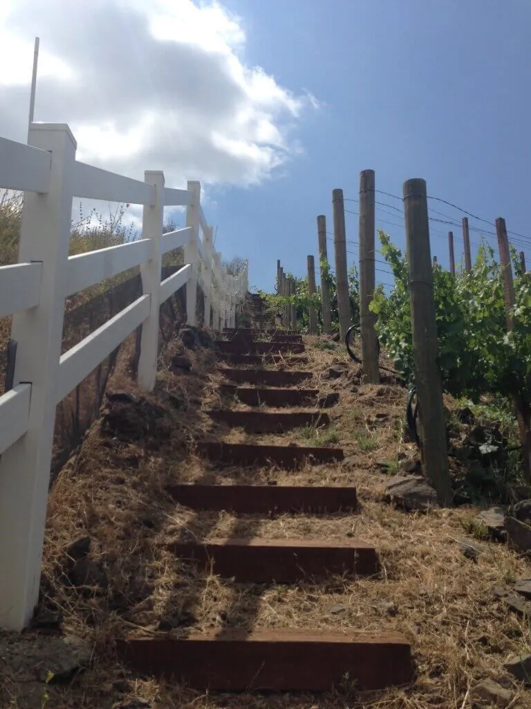 The Miracle Vineyard, spared by the 2018 Woolsey Fire