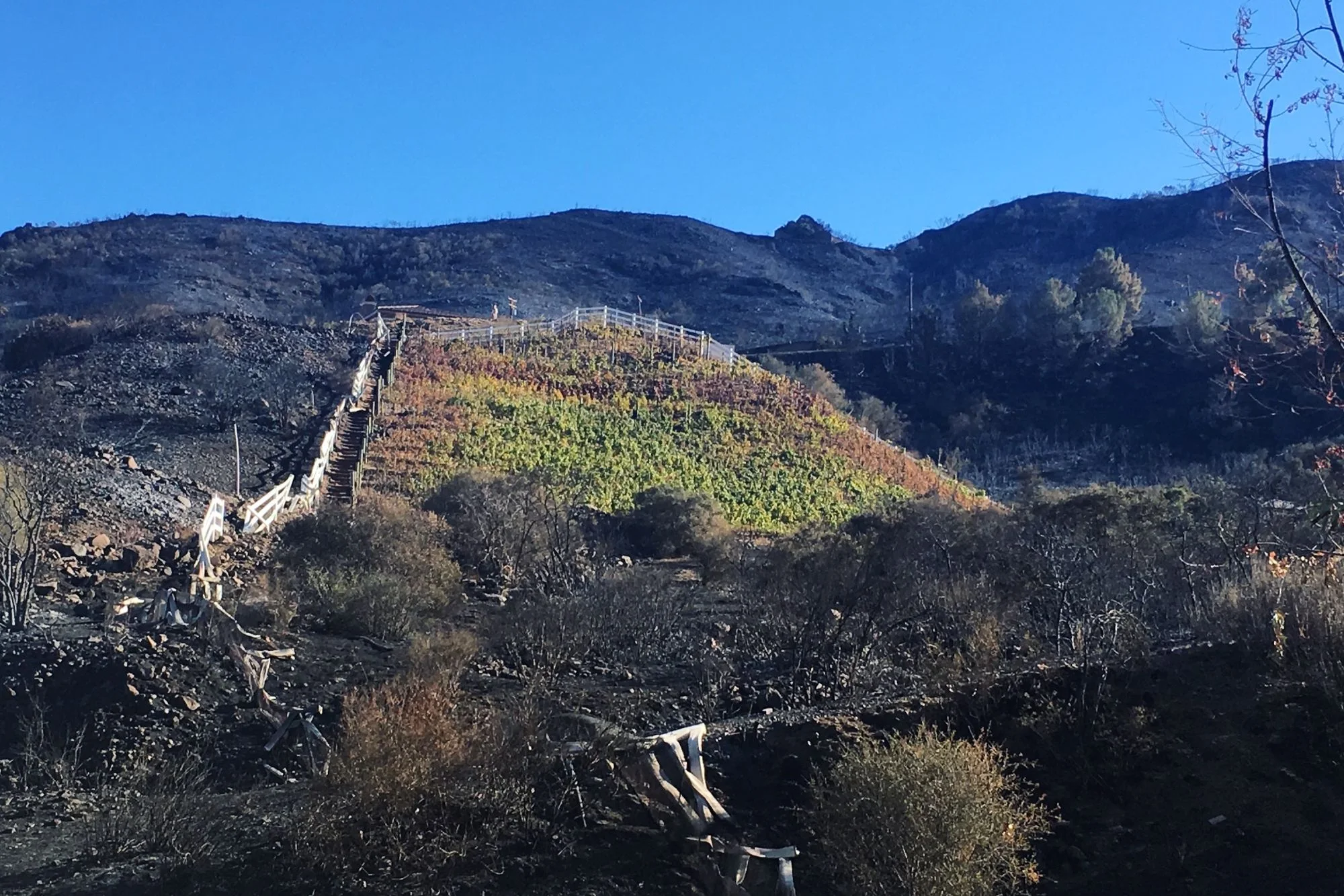 The Miracle Vineyard still green on its hilltop after the 2018 Woolsey Fire, surrounded by charred hillsides